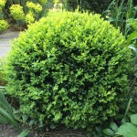 Buis boule buxus sempervirens Home extérieur architecte paysagiste Laurent Meriguet Lambersart Lille 59 Nord Hauts de France